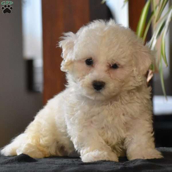 Conner, Bichon Frise Puppy